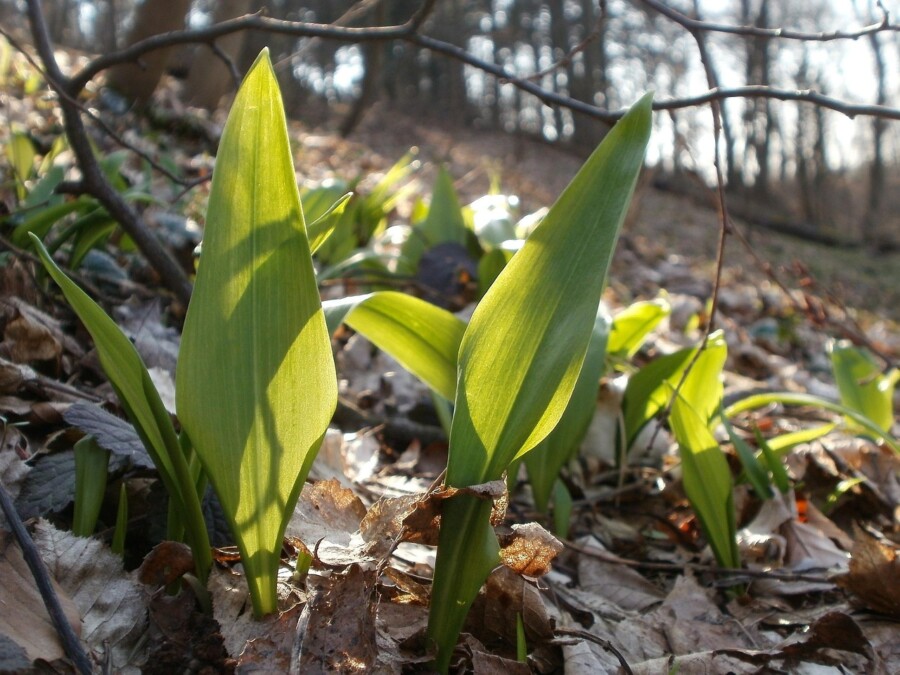medvehagyma